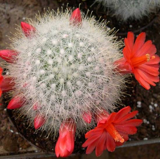 Mammillaria Senilis