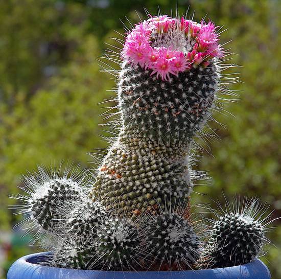 Mammillaria Spinosissima