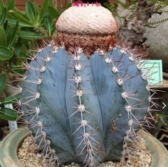 Melocactus Azureus