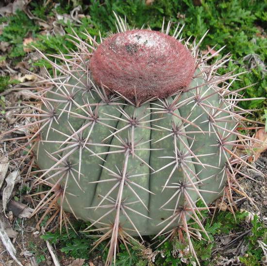 Melocactus Bahiensis