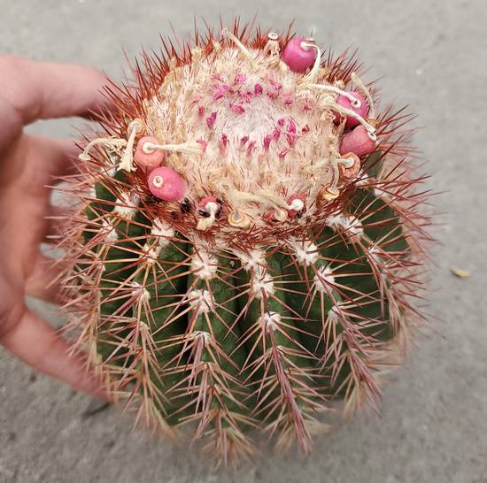 Melocactus Broadwayi