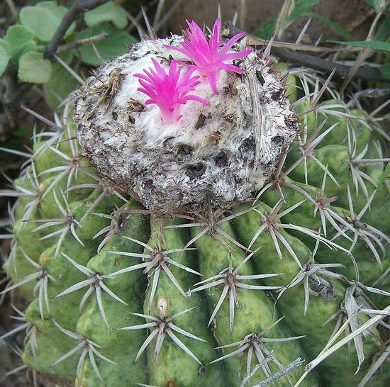 Melocactus Curvispinus