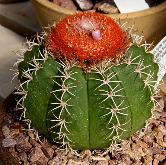 Melocactus Matanzanus