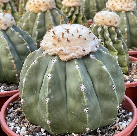 Melocactus Maxonii Inermis