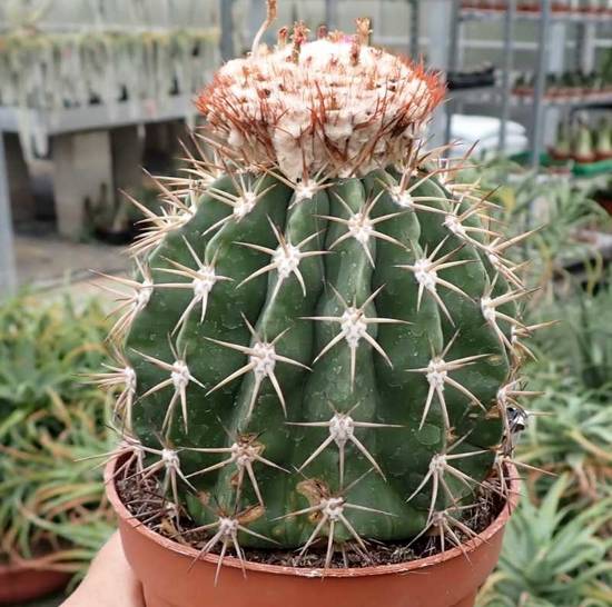 Melocactus Maxonii