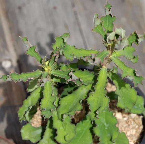 Monadenium Elegans