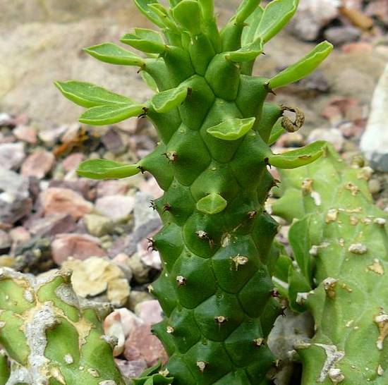 Monadenium Heteropodum