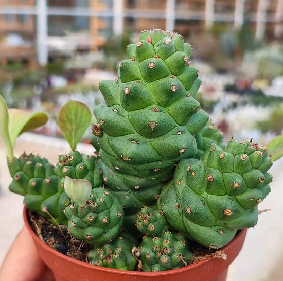 Monadenium Ritchiei