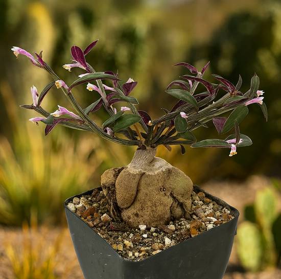 Monadenium Rubellum