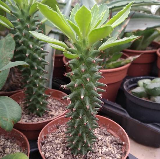 Monadenium Schubei