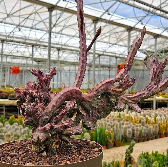 Monvillea Spegazzinii Cristata