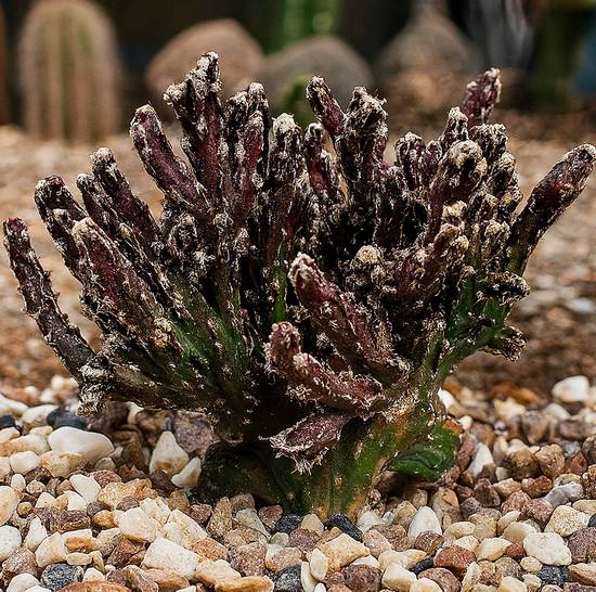 Monvillea Spegazzinii