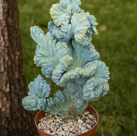 Myrtillocactus Geometrizans Cristata Minor