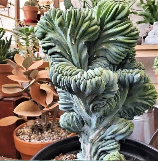 Myrtillocactus Geometrizans Cristata