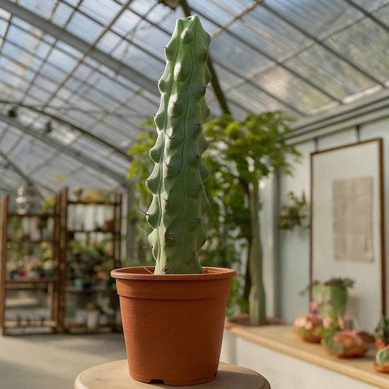 Myrtillocactus Geometrizans Fukurokuryuzinboku