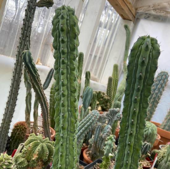 Myrtillocactus Geometrizans Grecas