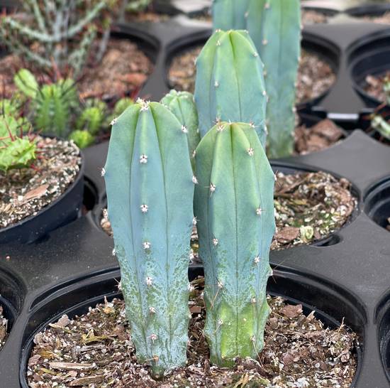 Myrtillocactus Geometrizans
