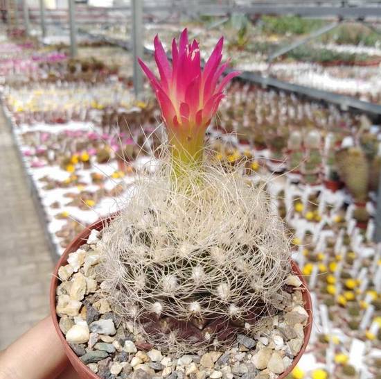 Neoporteria Nidus Senilis