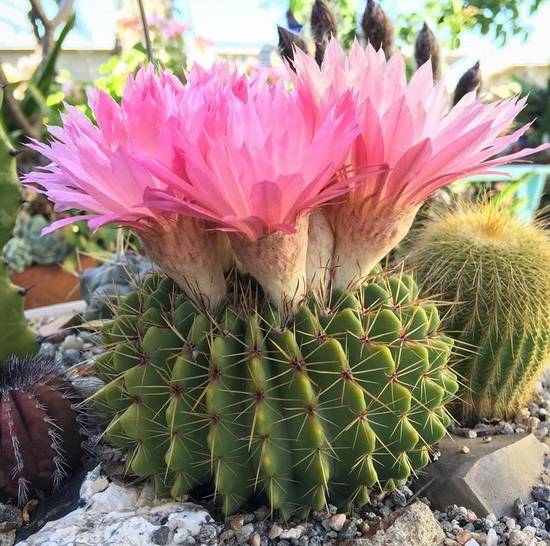 Notocactus Buiningii