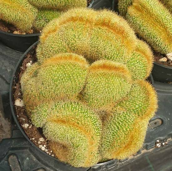 Notocactus Leninghausii Cristata