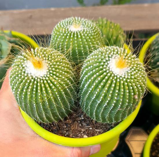 Notocactus Leninghausii Inermis