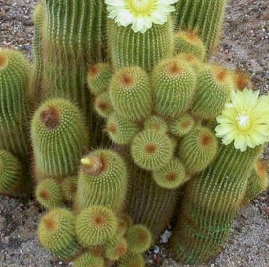 Notocactus Leninghausii