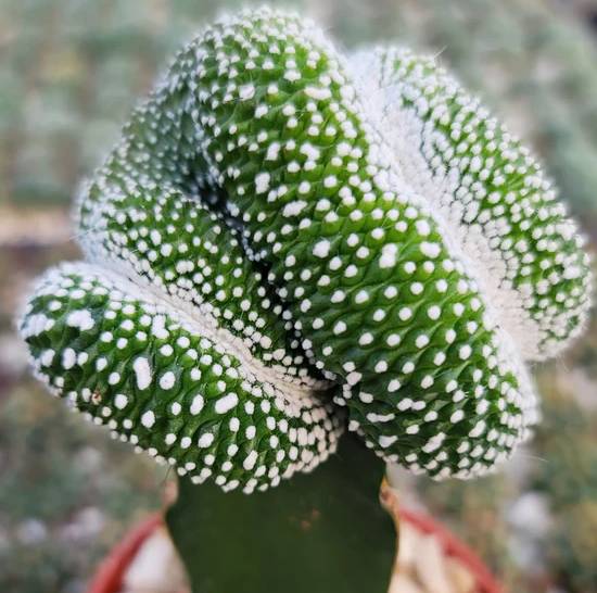 Notocactus Scopa Inermis Cristata