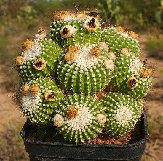 Notocactus Scopa Inermis