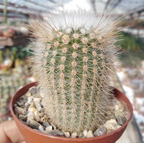 Notocactus Scopa
