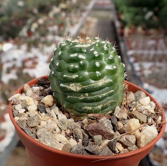 Notocactus Uebelmannianus Monstruoso