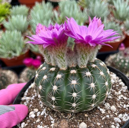Notocactus Uebelmannianus