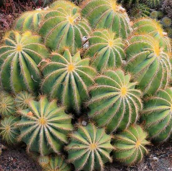 Parodia Magnifica