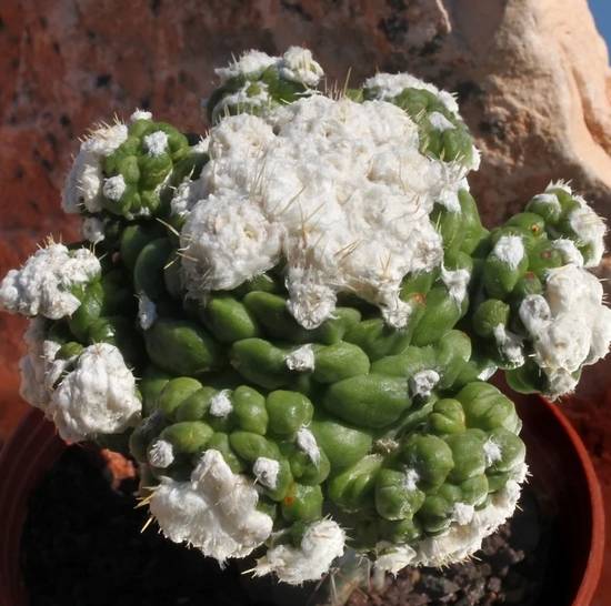 Obregonia Denegrii Monstruosa