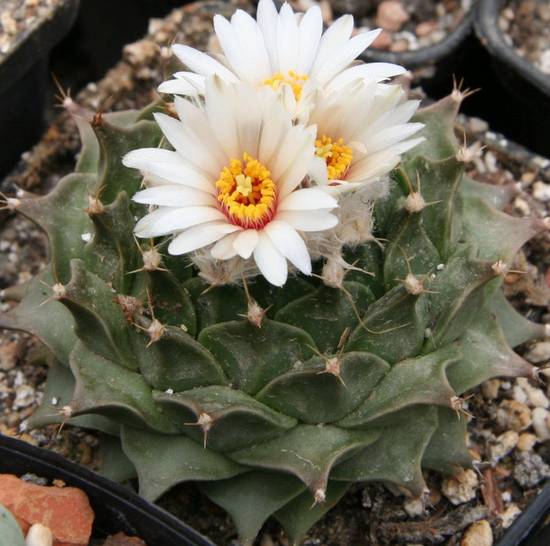 Obregonia Denegrii