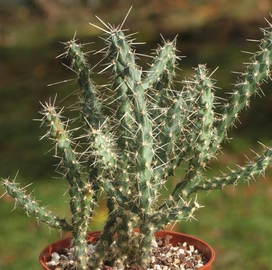 Cylindropuntia Whipplei
