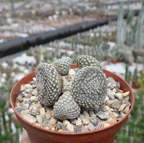 Opuntia Clavarioides