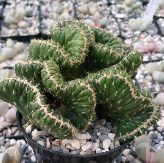 Opuntia Cylindrica Cristata