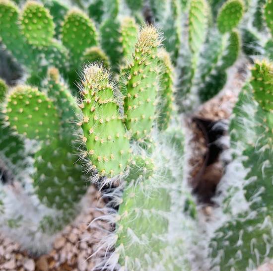 Opuntia Engelmannii Boskowith