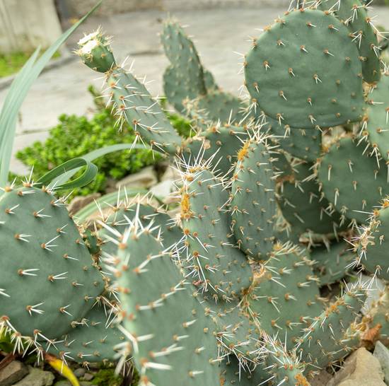 Opuntia Engelmannii