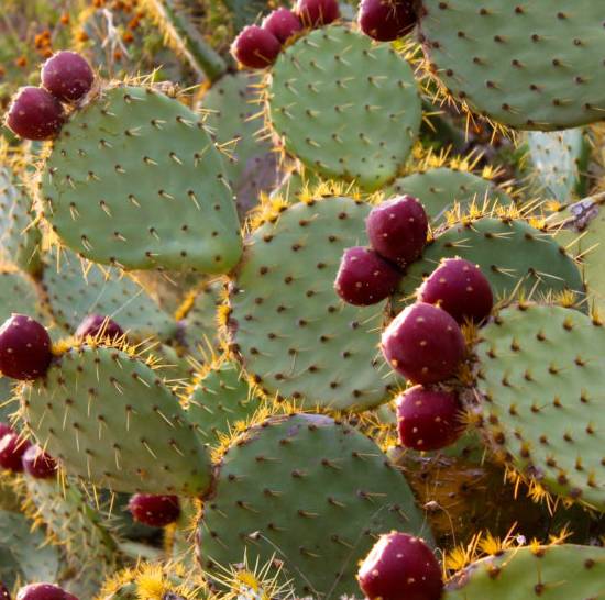 Opuntia Ficus Indica