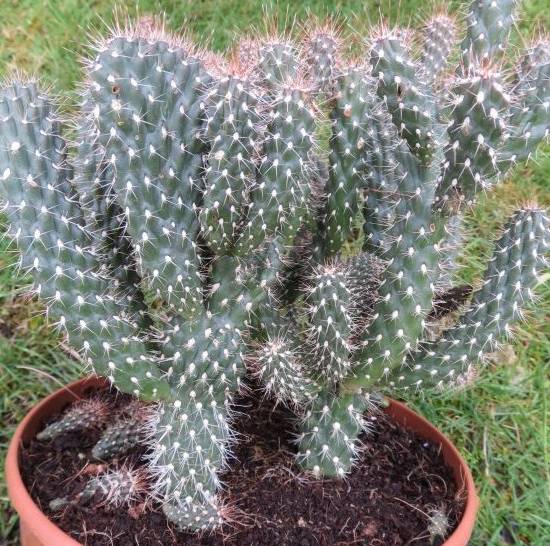 Opuntia Fulgida