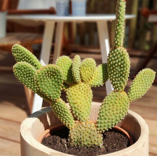 Opuntia Microdasys