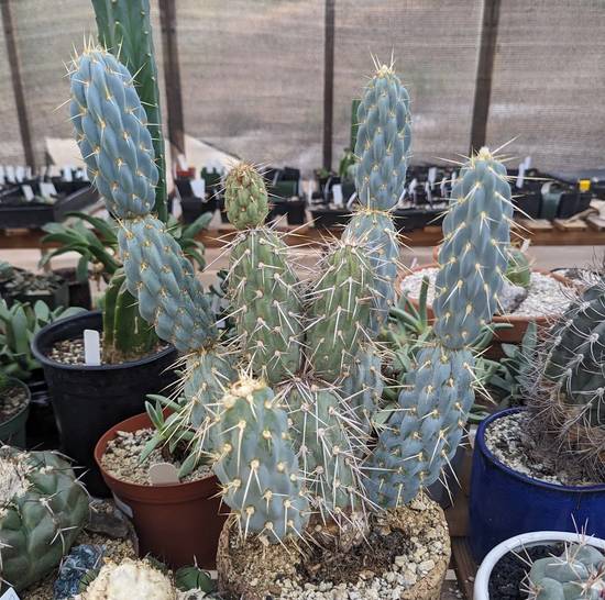 Opuntia Miquelii