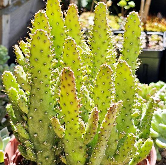 Opuntia Monacantha
