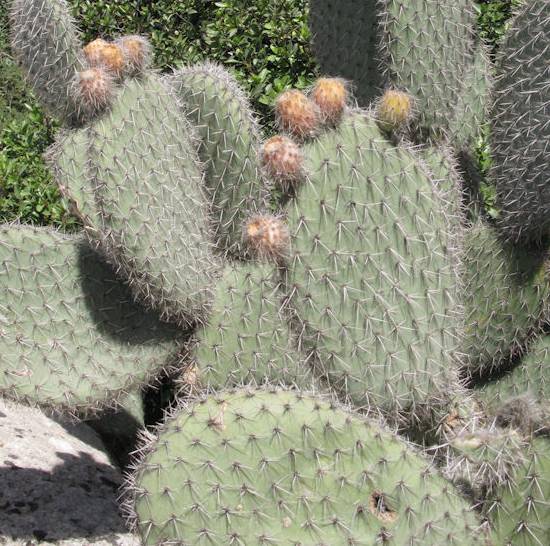 Opuntia Pilifera