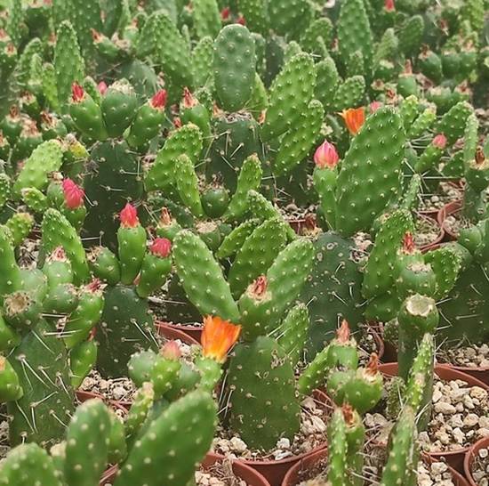 Opuntia Quitensis