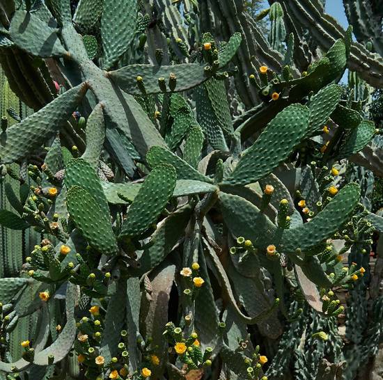 Opuntia Rubescens