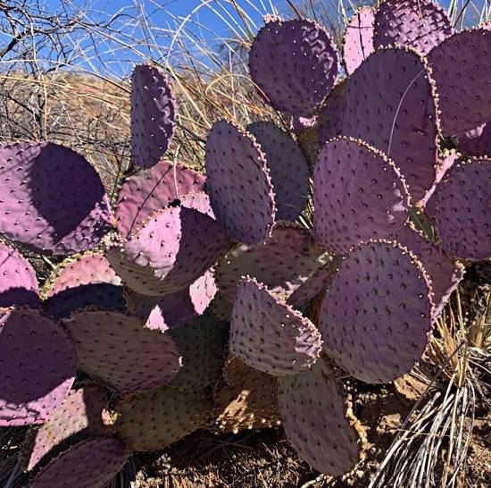 Opuntia Santa Rita