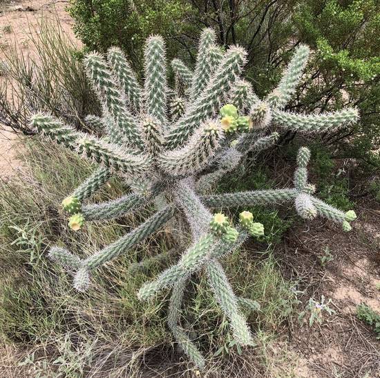 Opuntia Spinosior