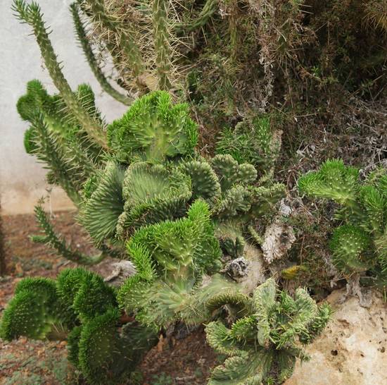Opuntia Subulata Cristata